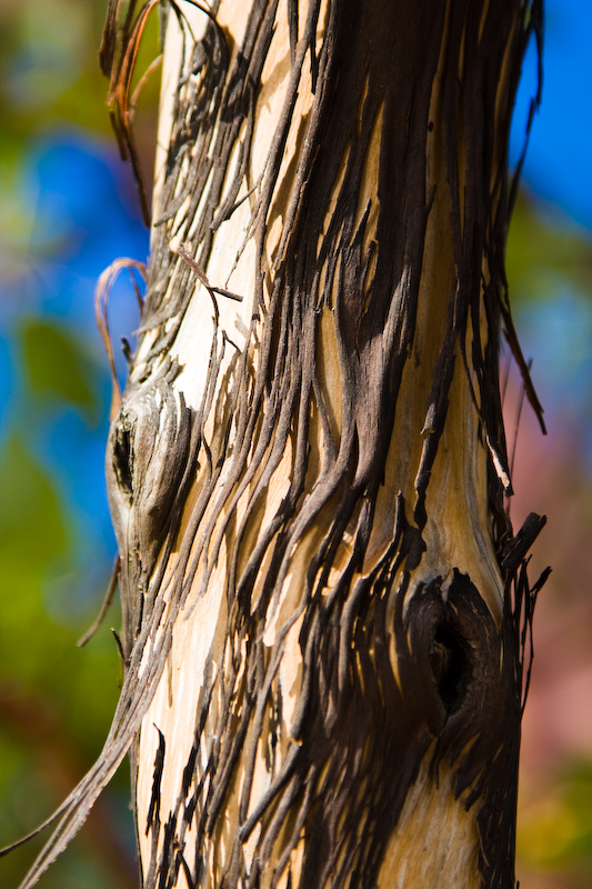 Pacific Madrone Bark Detail